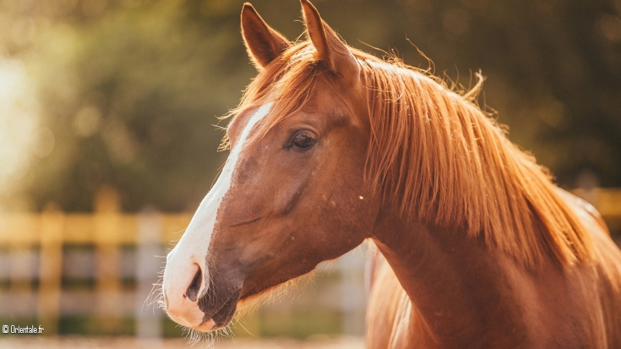 Le cheval est un symbole de beauté Le cheval est un symbole de beauté