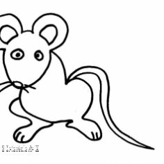 Rat