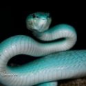 Varit de serpent le Trimeresurus insularis