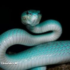 Varit de serpent le Trimeresurus insularis