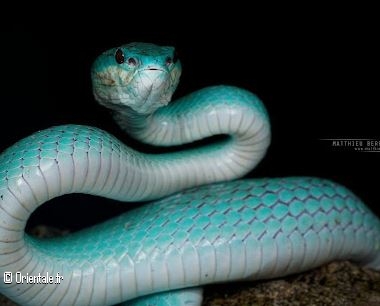 Variété de serpent le Trimeresurus insularis Variété de serpent le Trimeresurus insularis