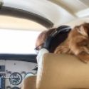 Un chat dans le cockpit