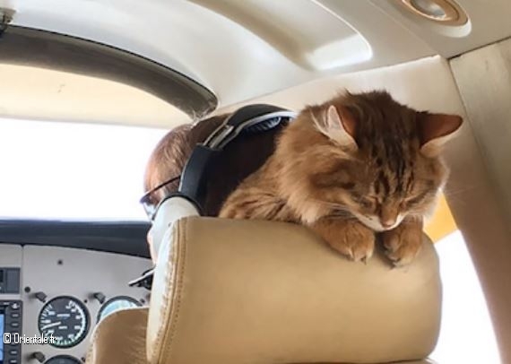 Un chat dans le cockpit