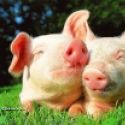 Un couple de cochons