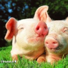 Un couple de cochons