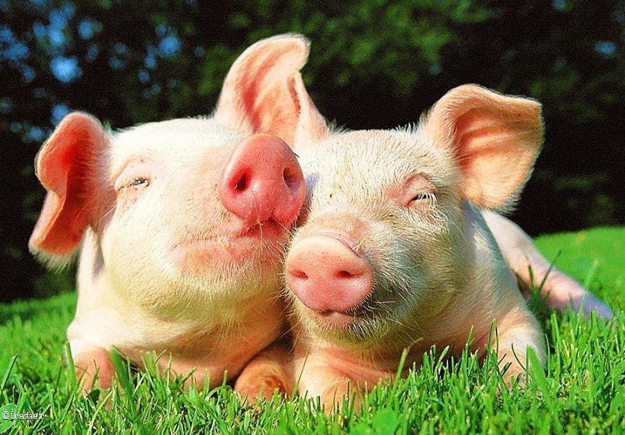 Un couple de cochons Un couple de cochons
