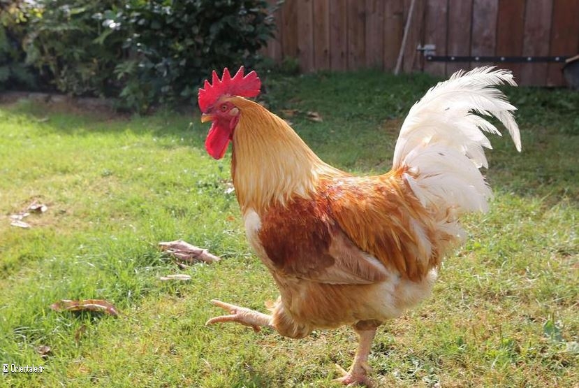 Coq Coq