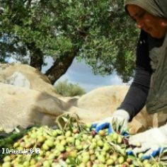 Olicultrice agricultrice Bouira (Kabylie)