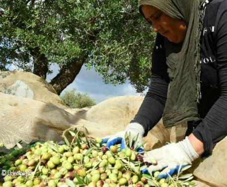 Olicultrice agricultrice Bouira (Kabylie)