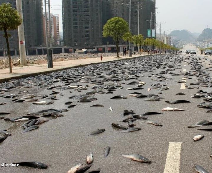 Pluie de poissons en masse!