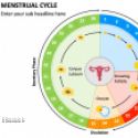 Cycle menstruel