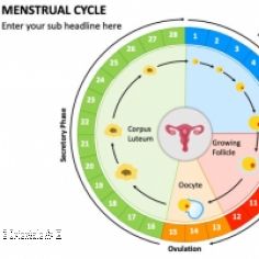 Cycle menstruel