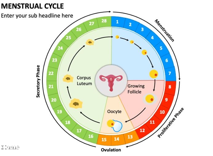 Cycle menstruel