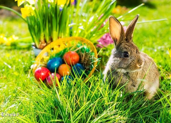 Oeufs de Pques et lapin de Pques