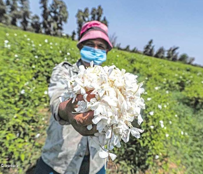 Homme gyptien de Shubra Baloula pendant la saison de cueillette du jasmin