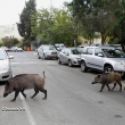 Des sangliers se promnent dans les rues de Sidi Amar, dans la priphrie d'Annaba