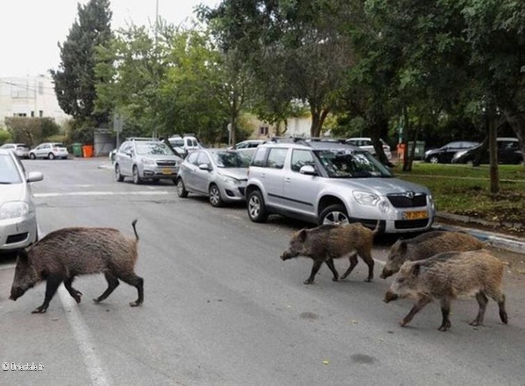 Des sangliers se promnent dans les rues de Sidi Amar, dans la priphrie d'Annaba