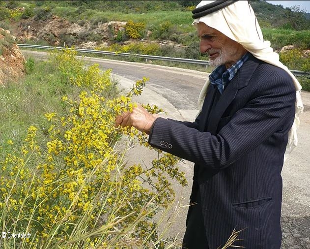 Un soigneur arabe cueille des plantes