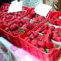 Khiri Oued Adjoul produit les meilleures fraises