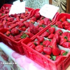 Khiri Oued Adjoul produit les meilleures fraises