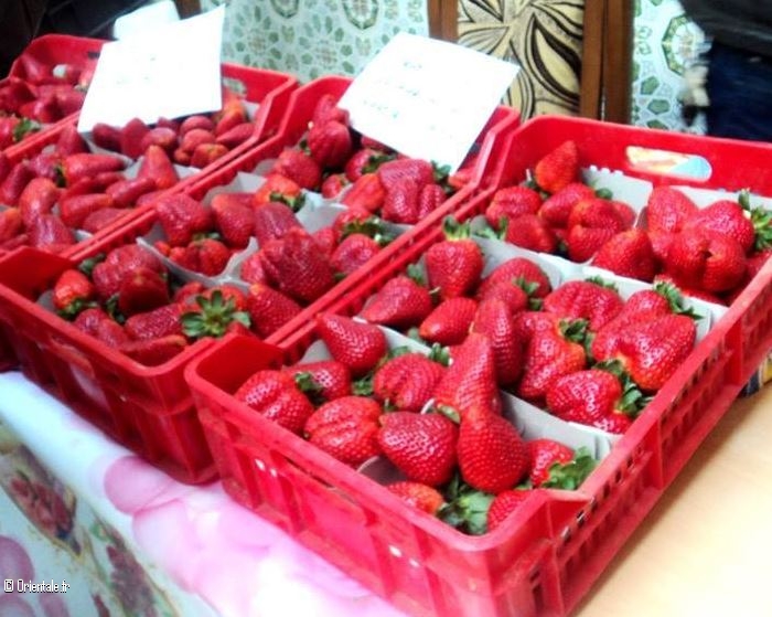Khiri Oued Adjoul produit les meilleures fraises Khiri Oued Adjoul produit les meilleures fraises