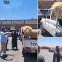 Un lion dans une fourgonnette en Libye