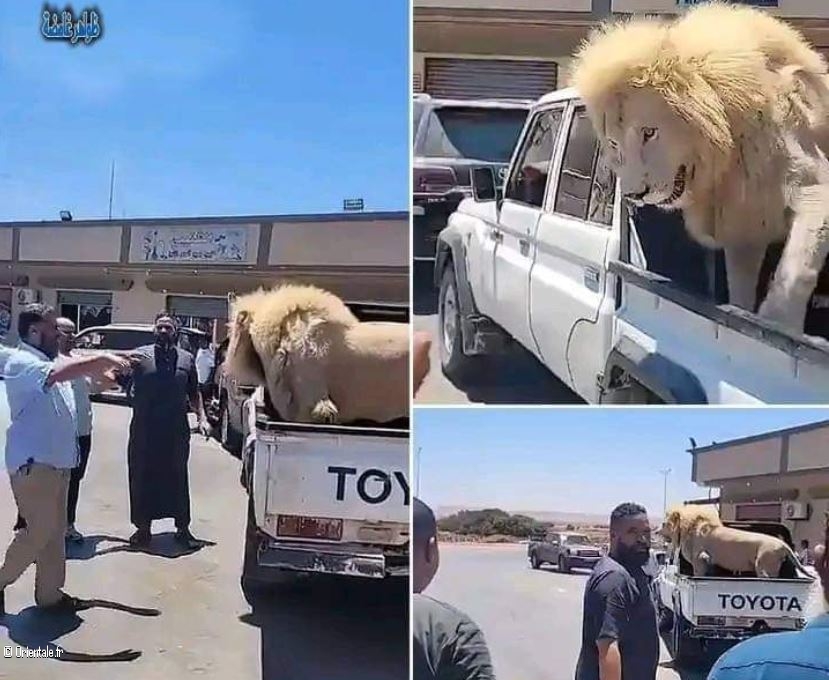 Un lion dans une fourgonnette en Libye Un lion dans une fourgonnette en Libye
