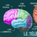 Le cerveau humain, schma