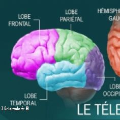 Le cerveau humain, schma