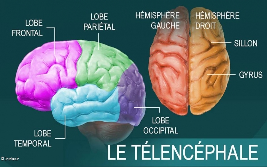 Le cerveau humain, schma